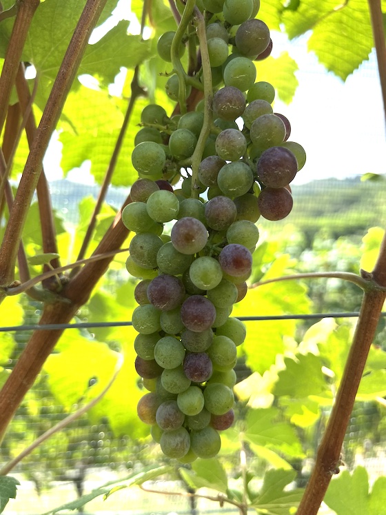 Nebbiolotraube im Farbumschlag